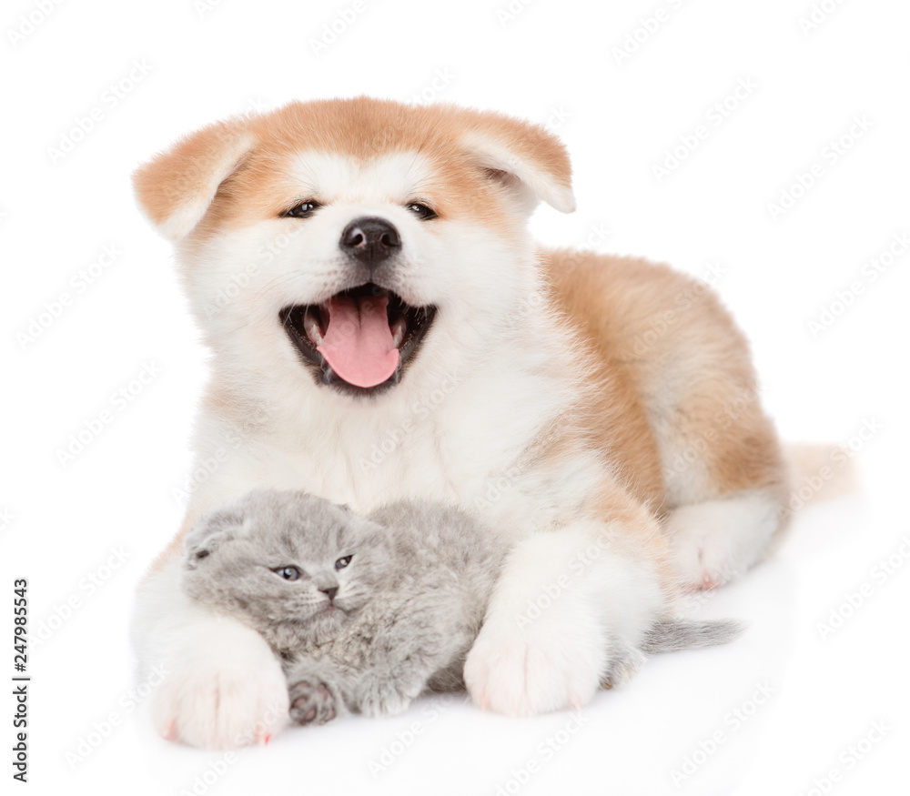 Happy Akita inu puppy hugging tiny kitten. isolated on white background Happy Akita inu puppy hugging tiny kitten. isolated on white background