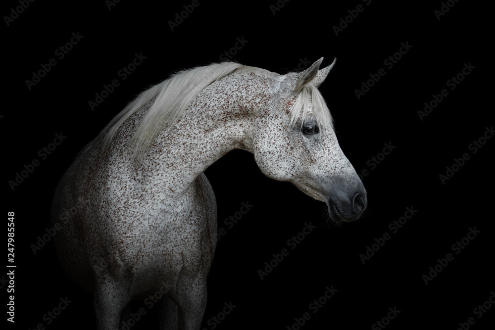 Portrait of a beautiful white arabian horse isolated on black background
