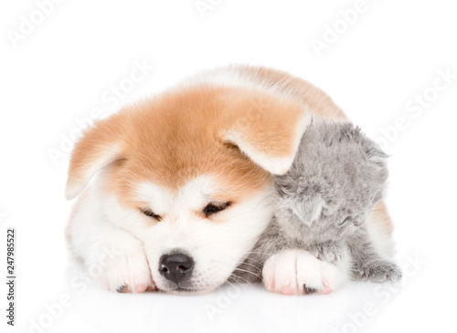 Sleepy Akita inu puppy hugging baby kitten. isolated on white background