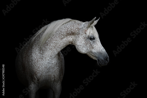 Portrait of a beautiful white arabian horse isolated on black background © Svetlana