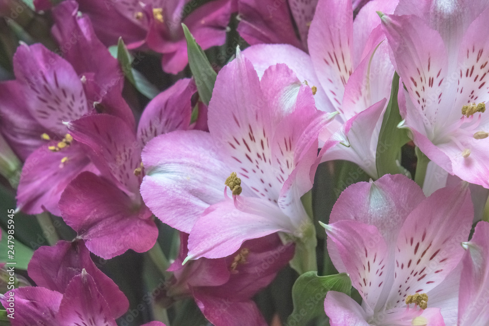 Peruvian lily Alstroemeria flowers