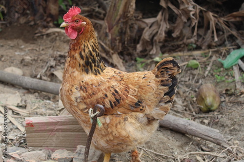 hen