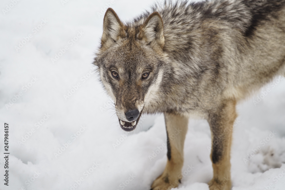 parco nazionale d'abruzzo 2019