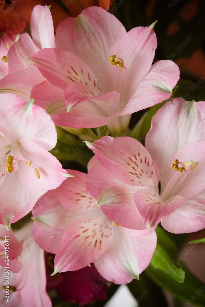 Fototapeta premium Peruvian lily Alstroemeria flowers