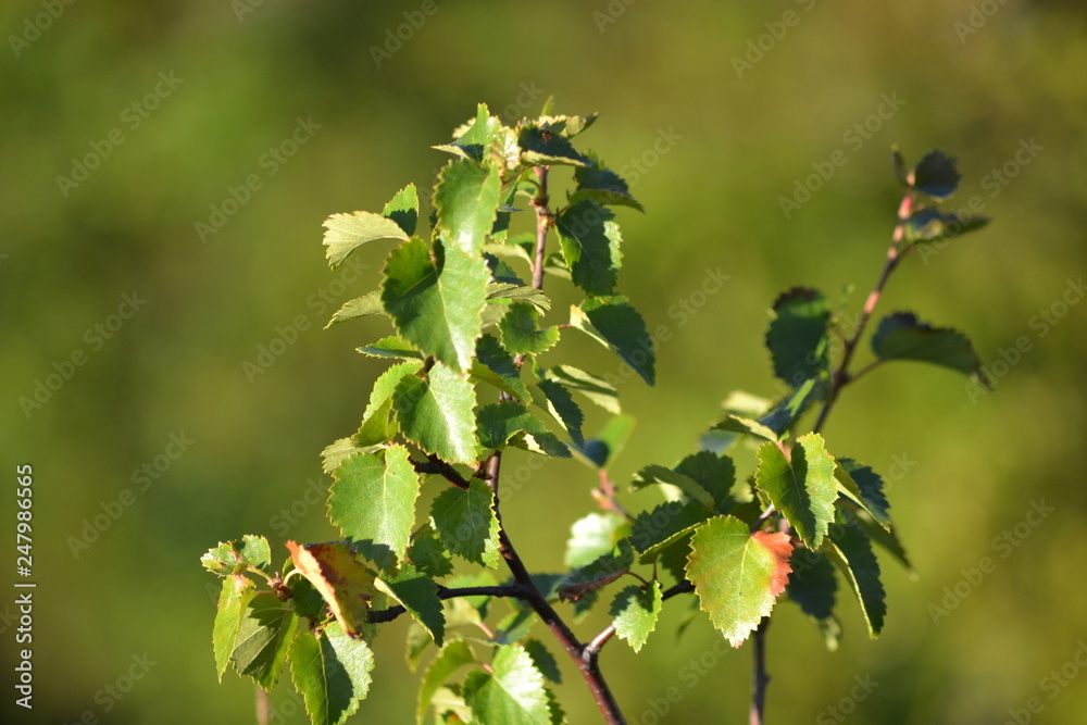 branch of a tree branch of a tree