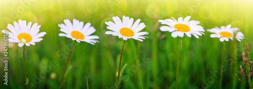 White daisies in the summer day. Flower background.