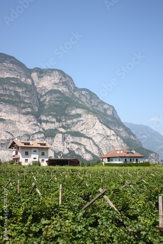 vineyards at the foot of the mountains