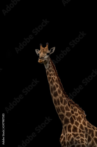 giraffe isolated on black background