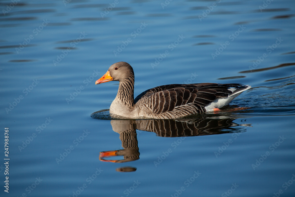 swimming duck on a sunny day in complementary color and reflexion on the water 