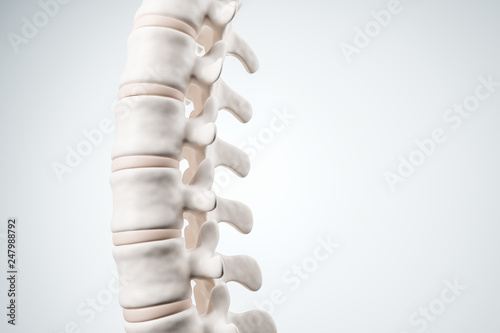 Realistic human spine illustration. Side view on the white background. 3d render. photo