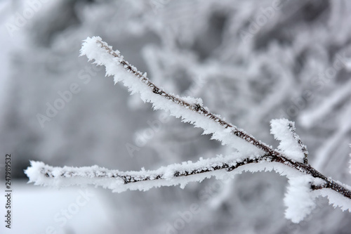 snowy and frosty tree branches © Evdoha