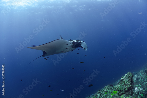 Manta Ray swimming in Indian ocean