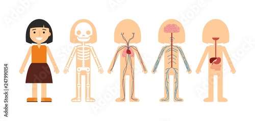 Vector illustration of body anatomy. Human skeleton, circulatory system, nervous system and digestive system. For teaching aid, animation, explainer, infographics. Option 1