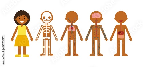Vector illustration of body anatomy . Human skeleton, circulatory system, nervous system and digestive system. For teaching aid, animation, explainer, infographics