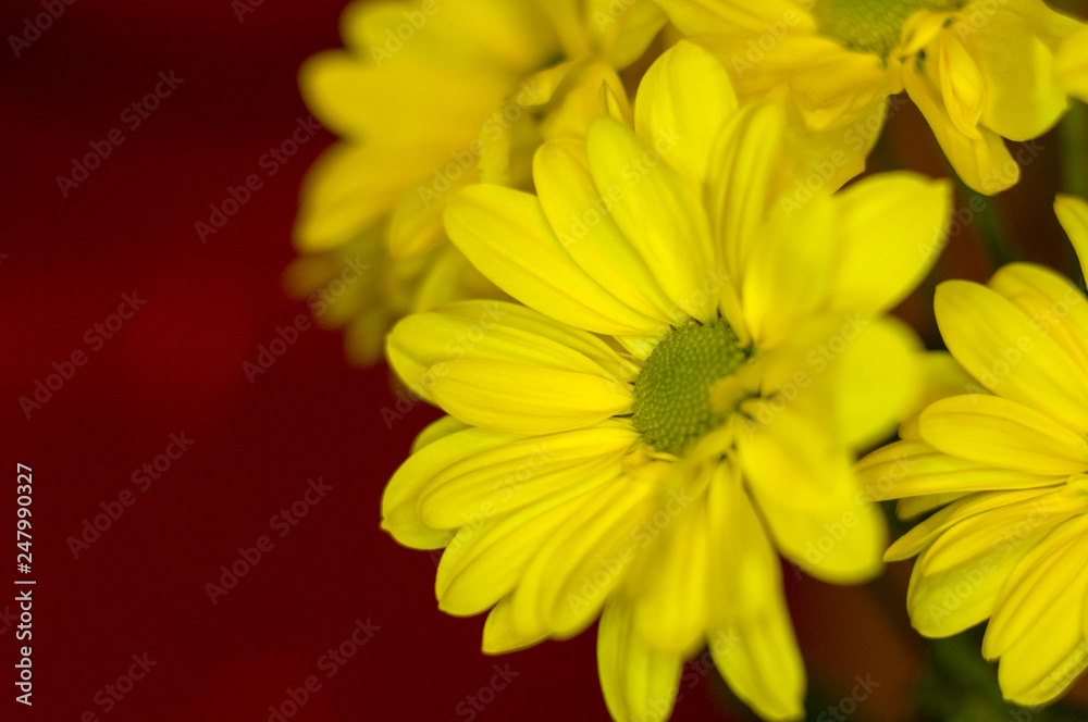 Fototapeta premium Beautiful bright purple and yellow chrysanthemum flowers, selective focus, macro