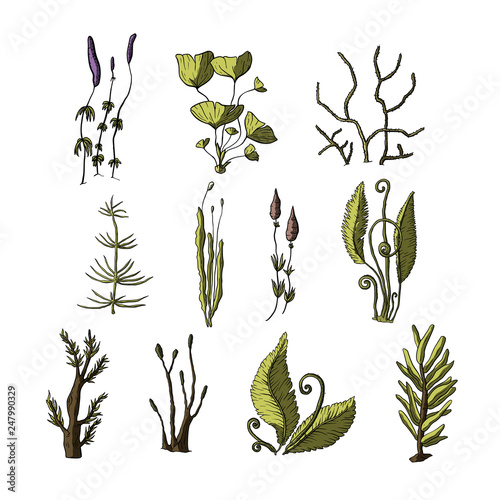 Prehistoric vector plants.