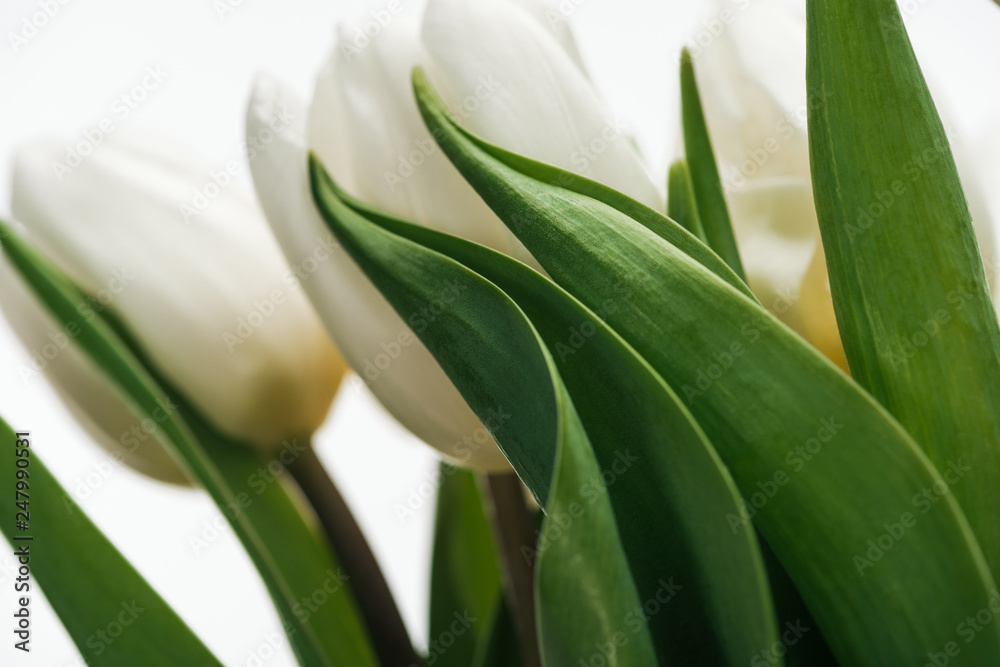Obraz premium close up of white tulip flowers isolated on white