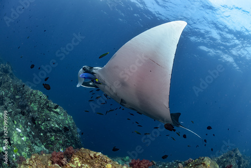 Manta Ray