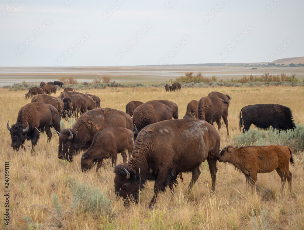 Salt Lake City, Antelope Island buffalo reservation, bison heard Salt Lake City, Antelope Island buffalo reservation, bison heard