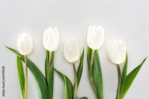 top view of white tulip flowers isolated on grey