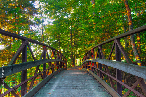 Forrest path bridge