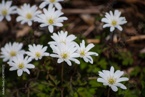 Fiori Bianchi