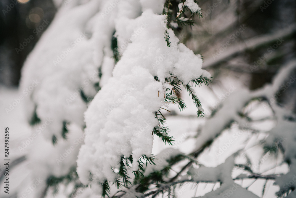 European forest in winter