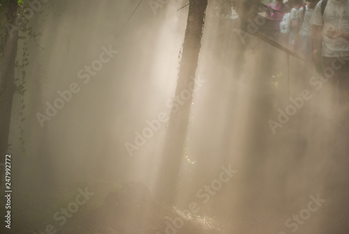 Foresta nella nebbia