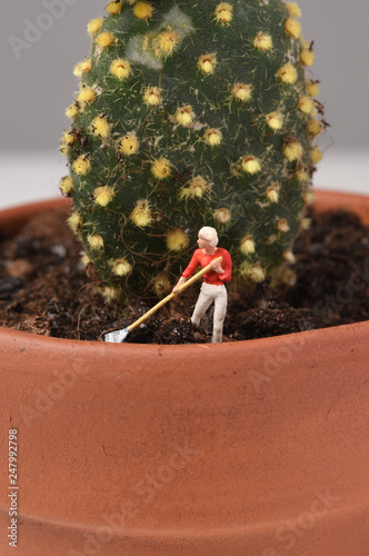 cactus care by mini gardeners photo