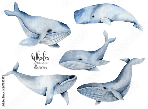 Watercolor whales illustration, hand painted collection, isolated on a white background