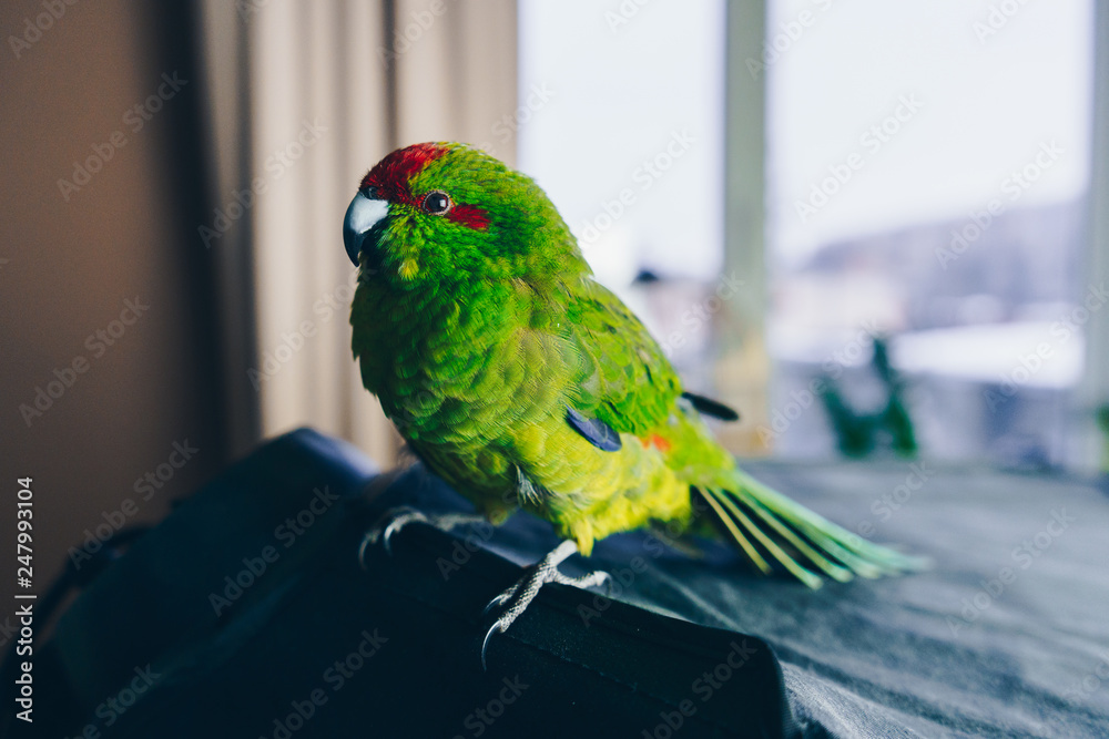 Obraz premium Close up beautiful green red-fronted Kakariki parrot at home. Green parakeet