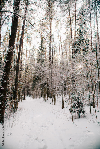 European forest in winter © Rihards