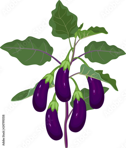 Eggplant with green leaves and ripe fruits