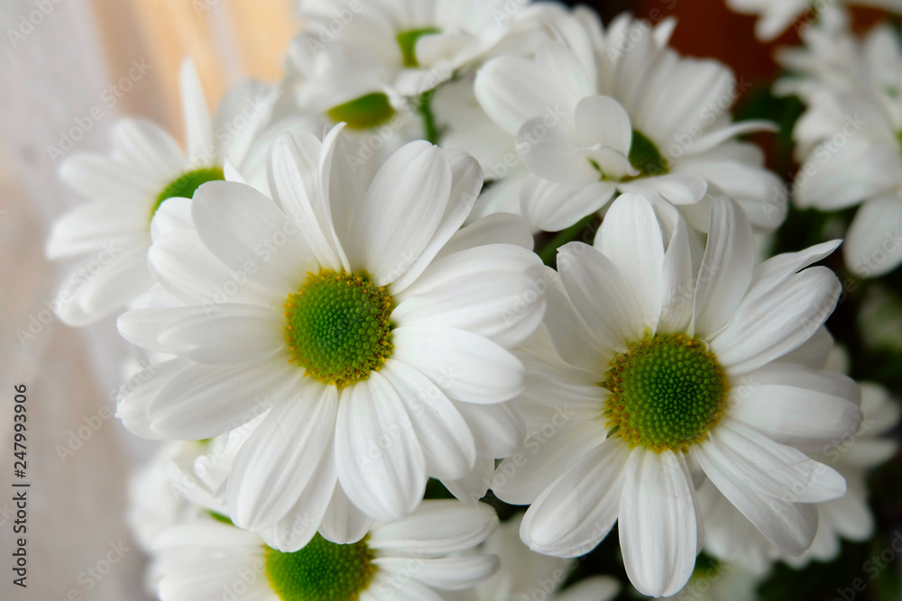 Obraz premium Bouquet of chrysanthemums