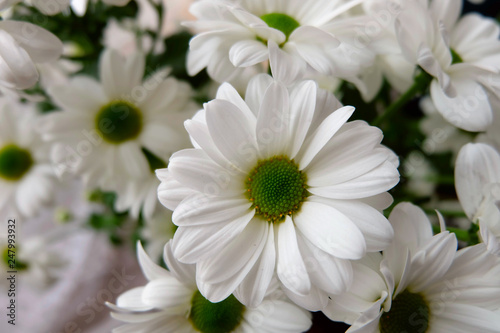 Bouquet of chrysanthemums