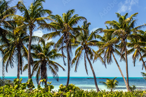 dream destination, coconut palms of a Caribbean beach, Contoy island, Mexico