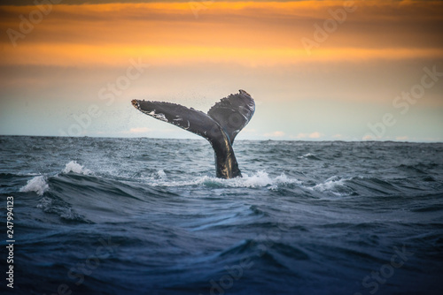 Arctic whale