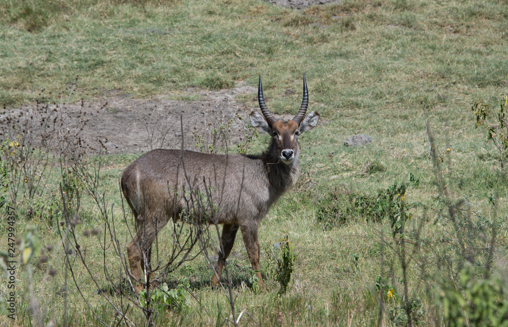 Waterbuck young male bull antelope with ridged horns is a common wildlife sight in Tanzania, Africa