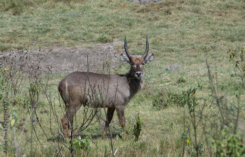 Photography Waterbuck young male bull antelope with ridged horns is a common wildlife sight