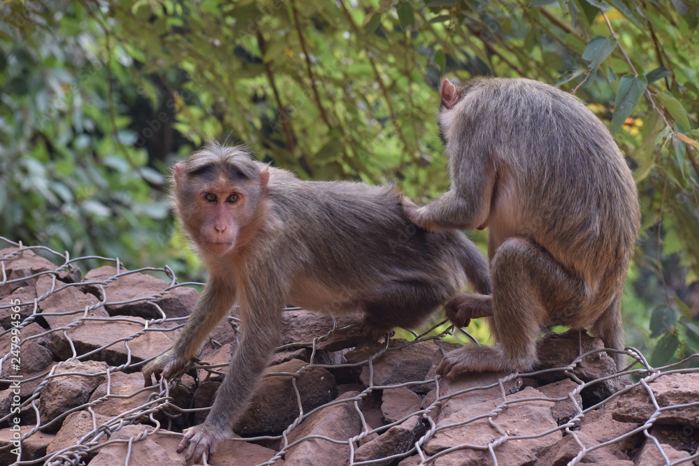 Naklejka premium Monkey 