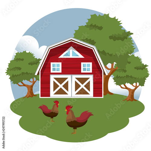 Roosters in the farm scene. Flat vector illustration