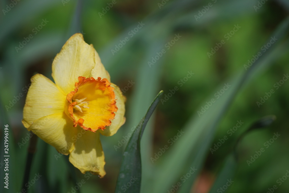 Obraz premium BP 0668