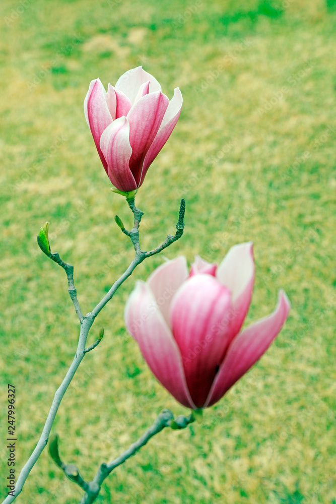 Obraz premium Magnolia flower in the wild
