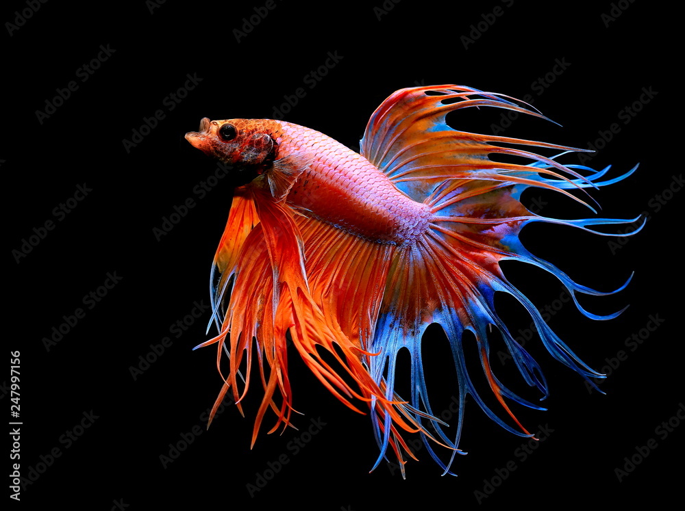 Fototapeta premium Siamese fighting fish , Betta splendens,Crowntail, red fish on a black background, Halfmoon Betta,
