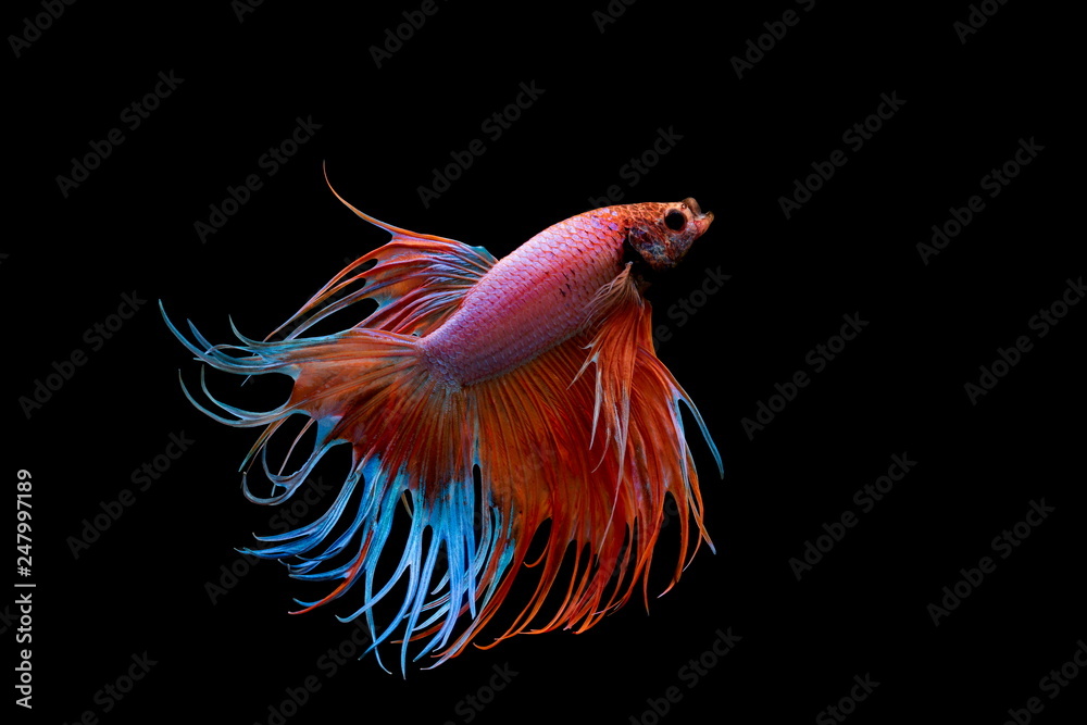 Fototapeta premium Siamese fighting fish , Betta splendens,Crowntail, red fish on a black background, Halfmoon Betta,