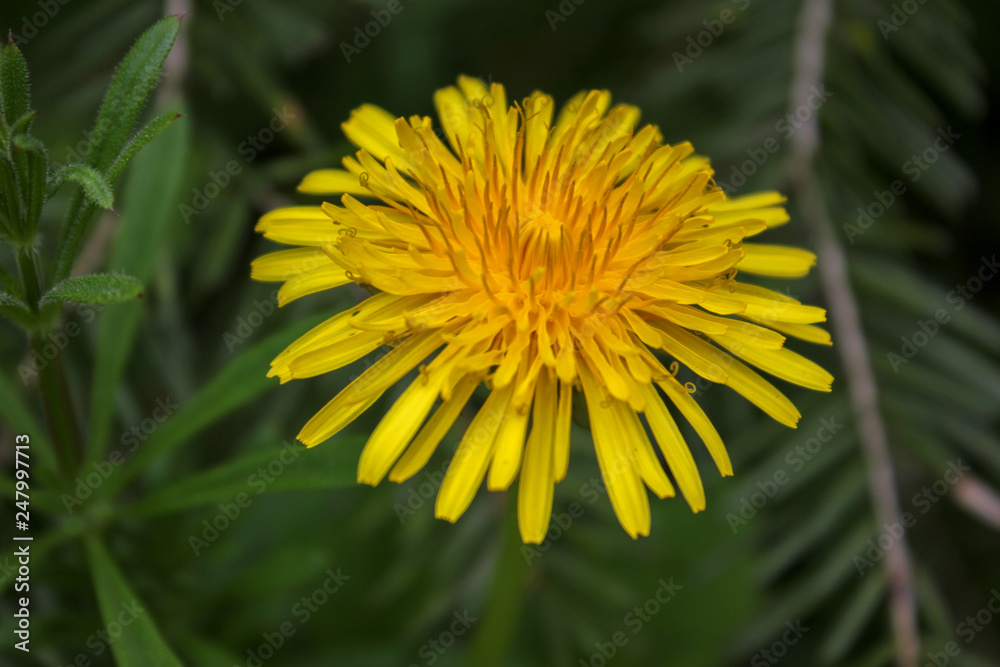 dandelion in grass dandelion in grass