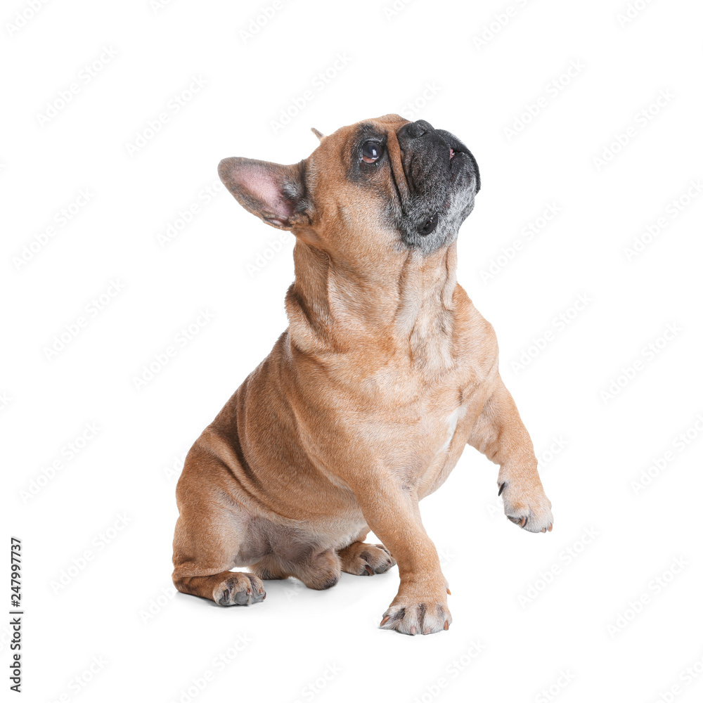 Obraz premium Cute French bulldog on white background. Funny pet