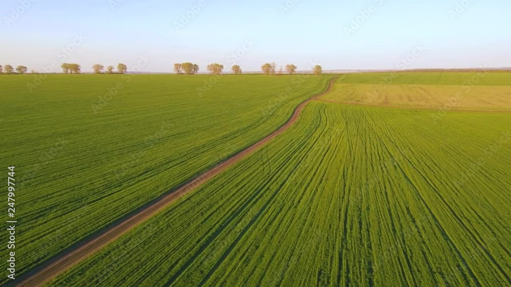 Flying above сountry road across beautiful green wheat field in picturesque rural spring landscape on sunny evening. Green plants on agricultural farmland at golden light. Aerial view on the field. Flying above сountry road across beautiful green wheat field in picturesque rural spring landscape on sunny evening. Green plants on agricultural farmland at golden light. Aerial view on the field.