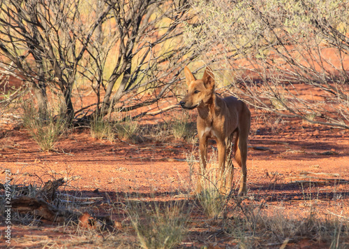 Wild dog Dingo in the wild nature, travel around Australia. Savannah. The Tanami Desert. Wildlife photo