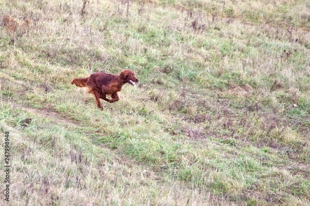 Dog breed Irish Setter running on the field in autumn. Coursing